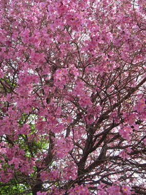 Nature in Córdoba - Argentina